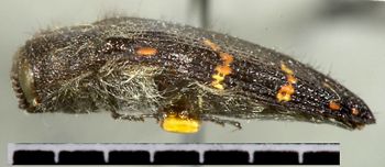 Media type: image;   Entomology 24401 Aspect: habitus lateral view
